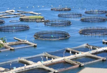 FEAMP 2014/2020 - Riapertura dei termini per le misure n. 2.48 “Investimenti in acquacoltura” e n. 2.56 “Compensazione dei molluschicoltori”